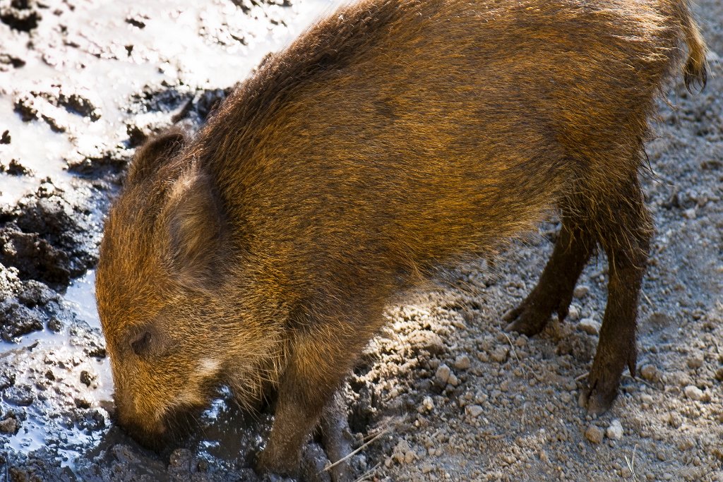 _GIL4152 m.JPG - Sanglier